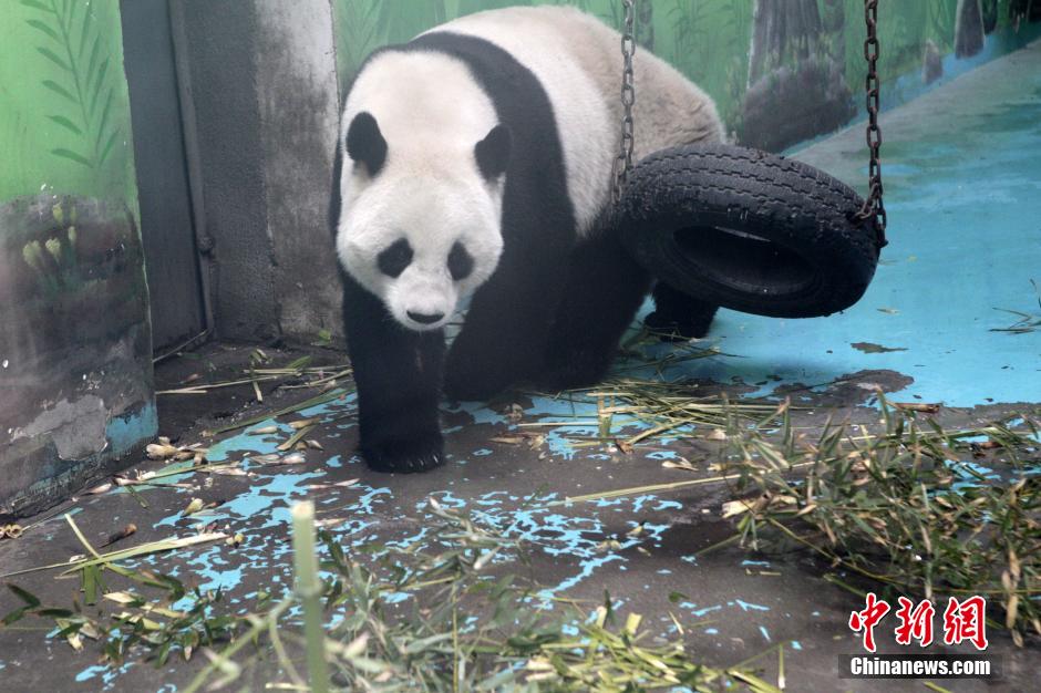 　3月17日，河南鄭州動(dòng)物園內(nèi)的大熊貓“龍昇”。