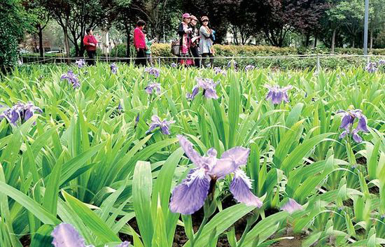 鄭州綠城廣場鳶尾花開 花展持續到5月10日