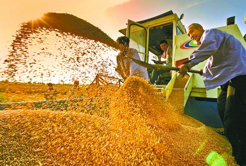 根據(jù)國(guó)家統(tǒng)計(jì)局核定結(jié)果，我省2012年糧食總產(chǎn)量達(dá)到1127.72億斤，成為第9個(gè)連續(xù)增產(chǎn)年份。