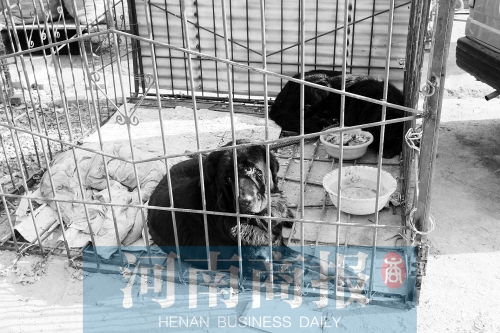 “暫居”執法局的兩只藏獒