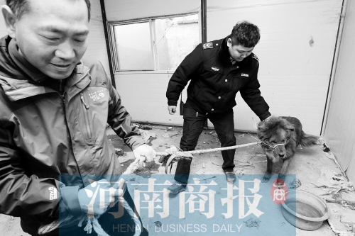 麻藥起作用后，這只藏獒被執法人員控制