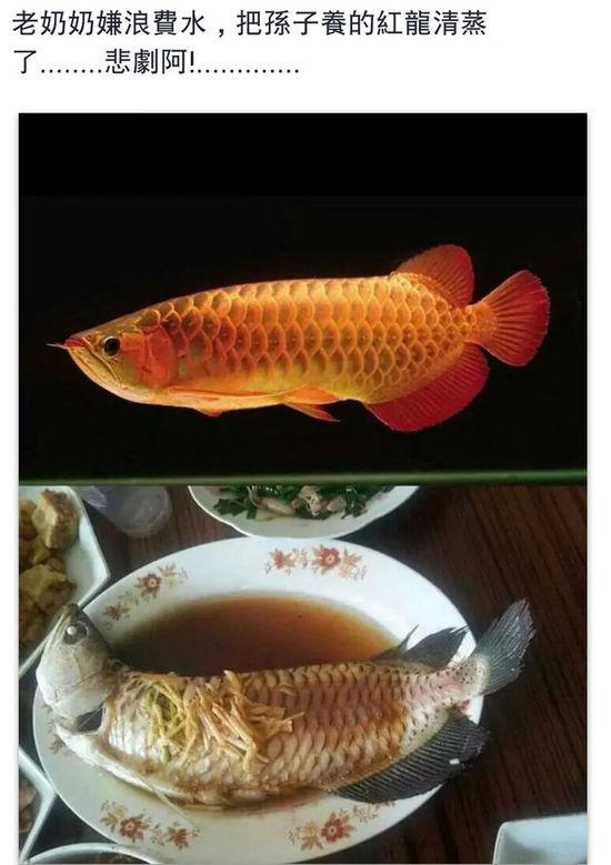 老奶奶嫌浪費水,把孫子養的紅龍清蒸了。圖片取自臺媒