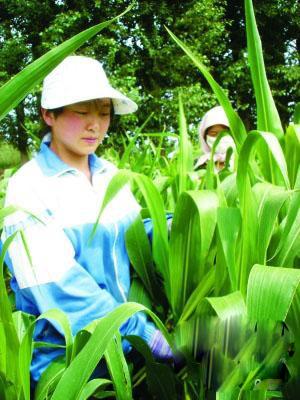 孫女考出好成績 花甲奶奶奔波籌學費
