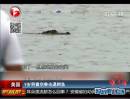 美國(guó)：9歲男童空拳擊退鱷魚(yú)