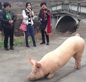溫州一頭豬跑到寺院門(mén)口跪下