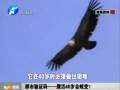 都市驗證碼——鷹活40歲會蛻變？